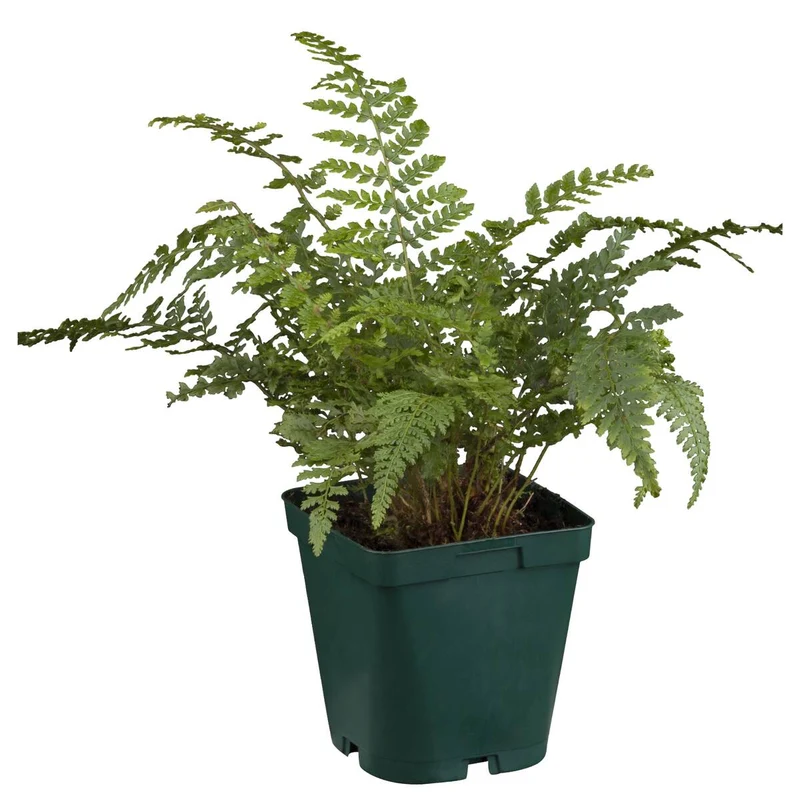 Schmaler Filigranfarn 'Proliferum'