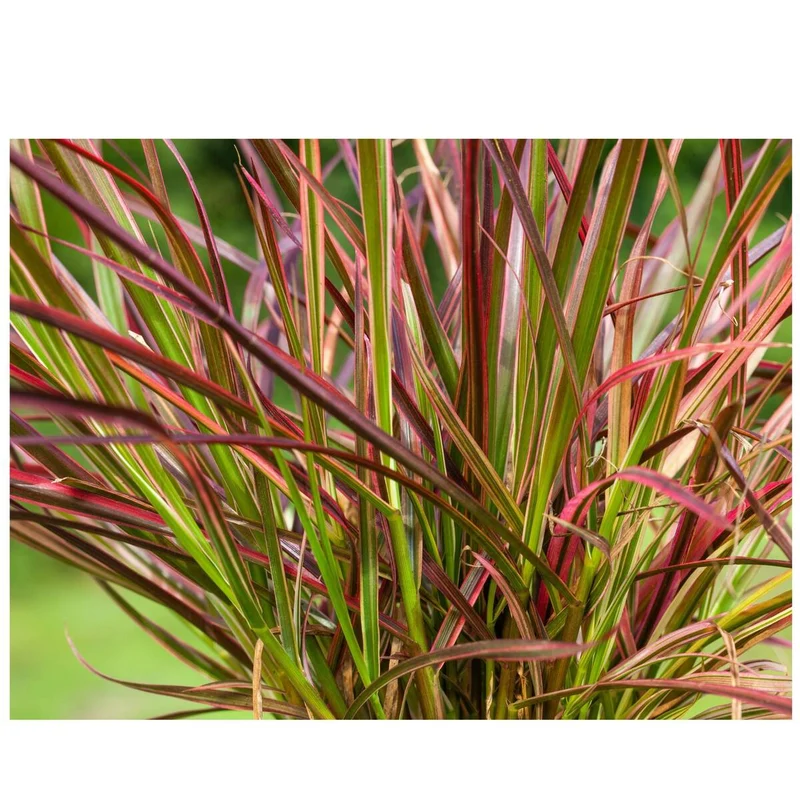 Rotes Federborstengras 'Fireworks'