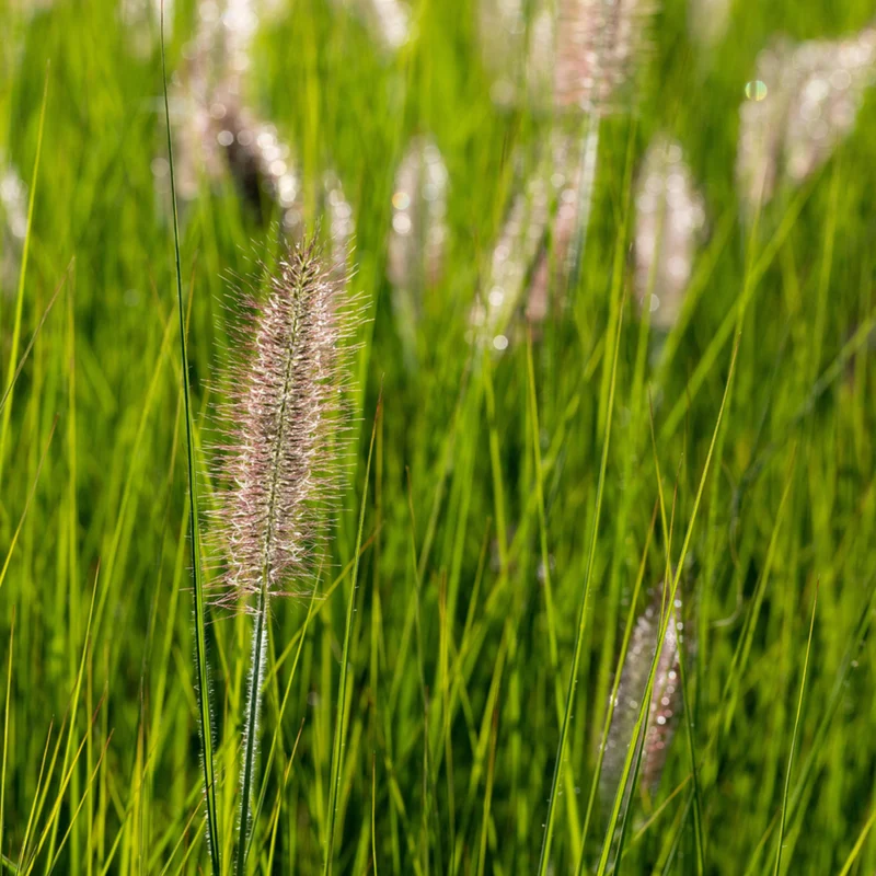 Australisches Lampenputzergras 'Little Bunny'