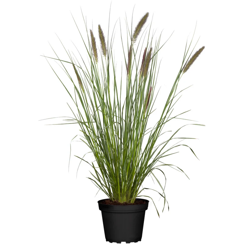 Australisches Lampenputzergras 'Little Bunny'