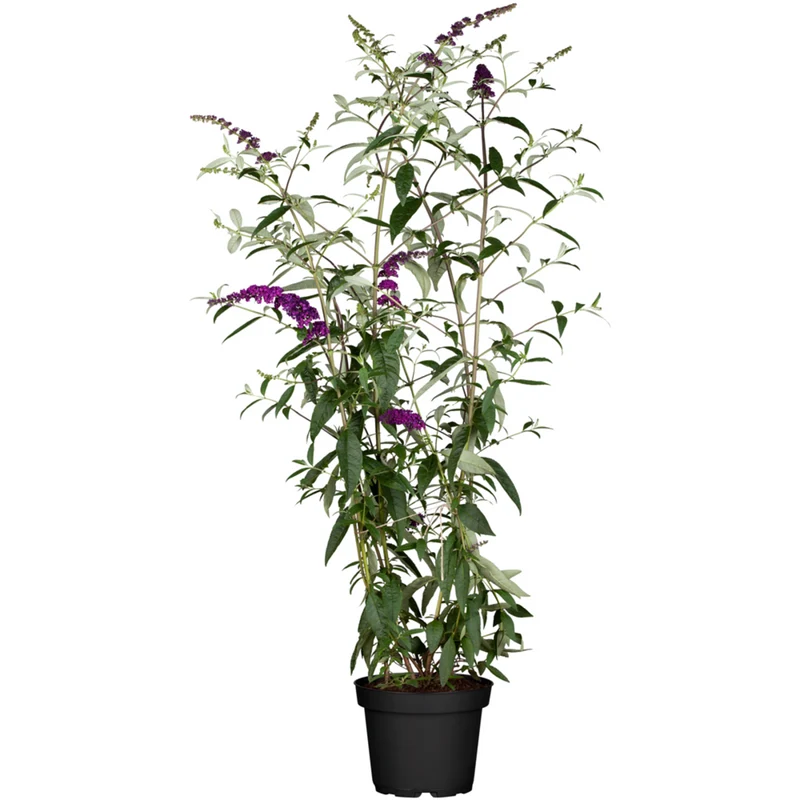 Schmetterlingsflieder 'Black Knight'
