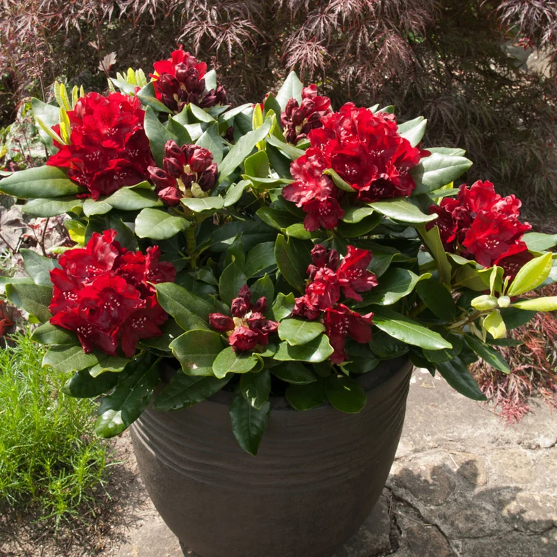 Rhododendron 'Cherry Kiss®'