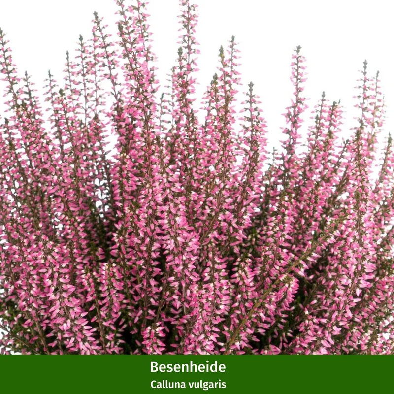 Balkonblumen "Heidetraum"