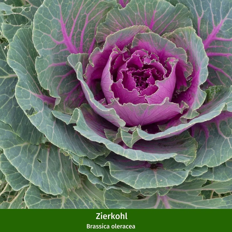 Balkonblumen "Heidetraum"