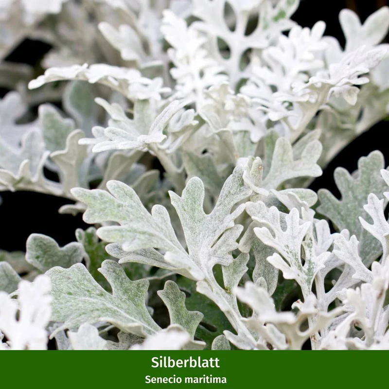 Balkonblumen "Rosa-Silber Mix"