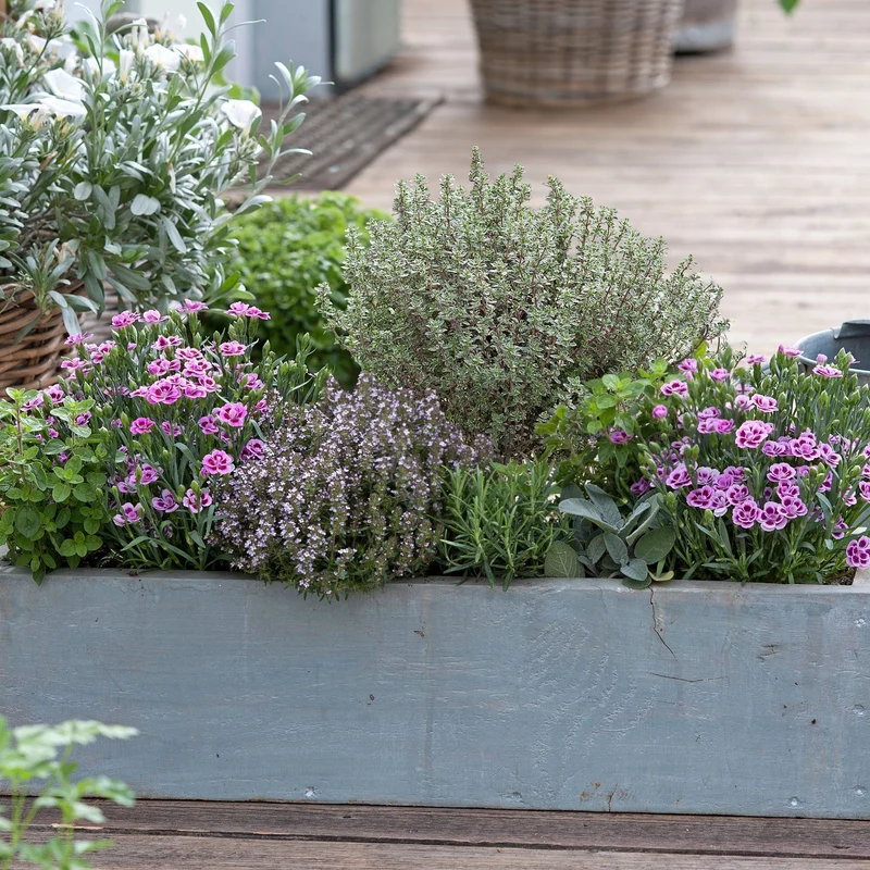 Gartenkräuter "Duftender Garten"