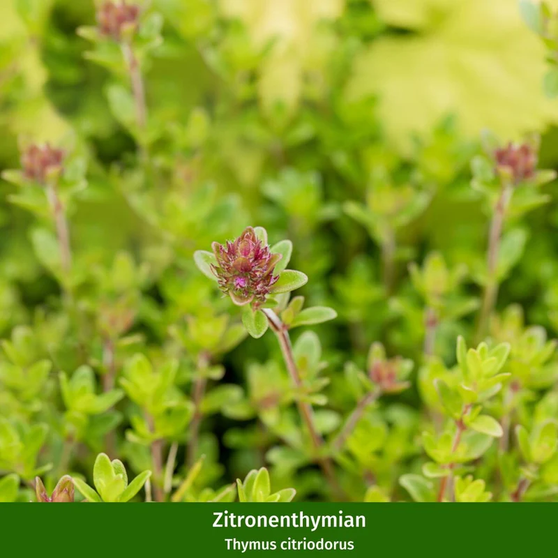 Gartenkräuter "Duftender Garten"