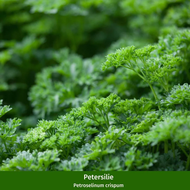 Gartenkräuter "Würzklassiker"