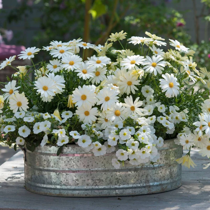 Balkonblumen "Wolkenweiße Pracht"