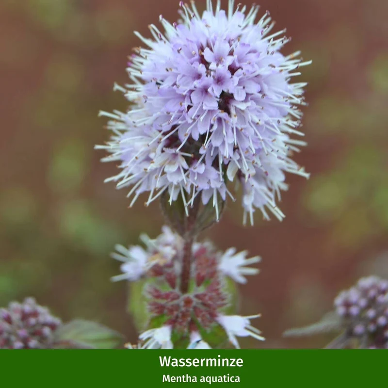 Wasserpflanzen "Teichmagie"