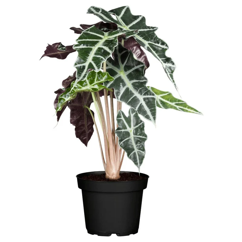 Zimmerpflanzen-Set "Botanical Style"