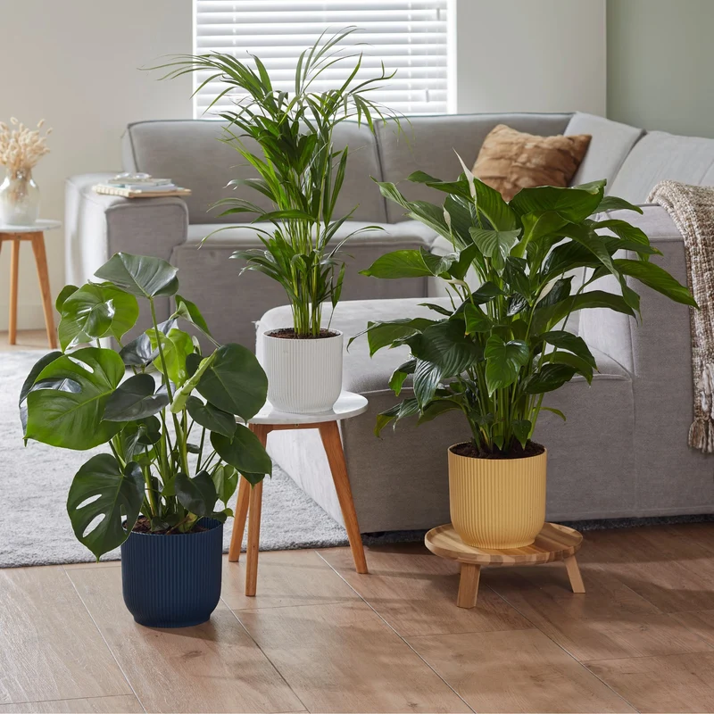 Zimmerpflanzen-Set "Evergreens"