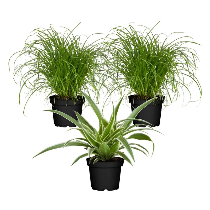 Zimmerpflanzen-Set "Grüner Katzen-Knabberspaß"