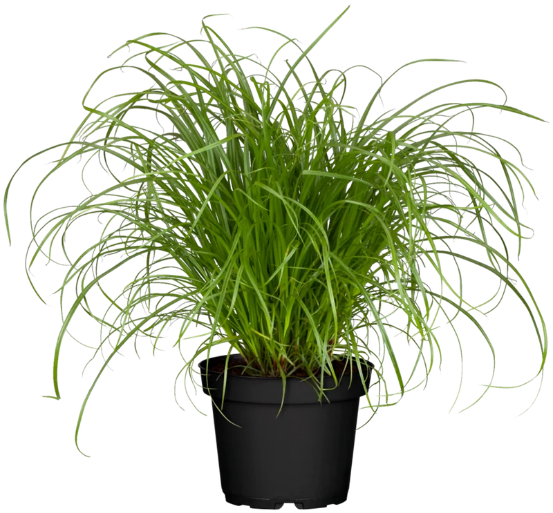Katzengras 'Zumula', Tierfutter