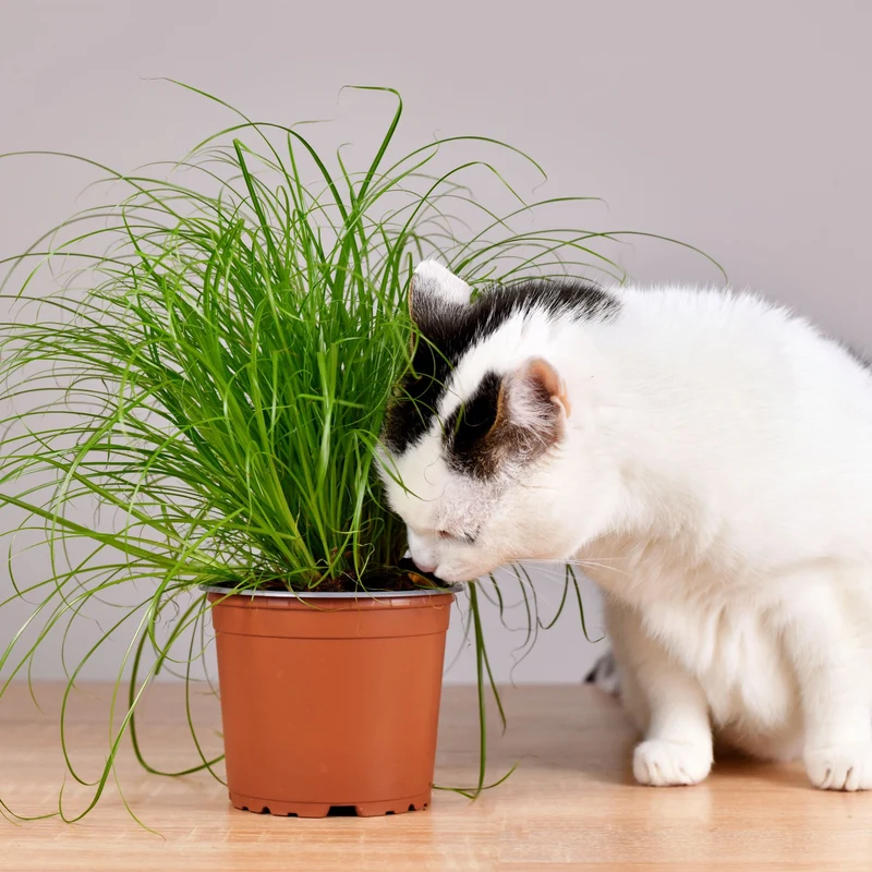Zimmerpflanzen-Set "Grüner Katzen-Knabberspaß"