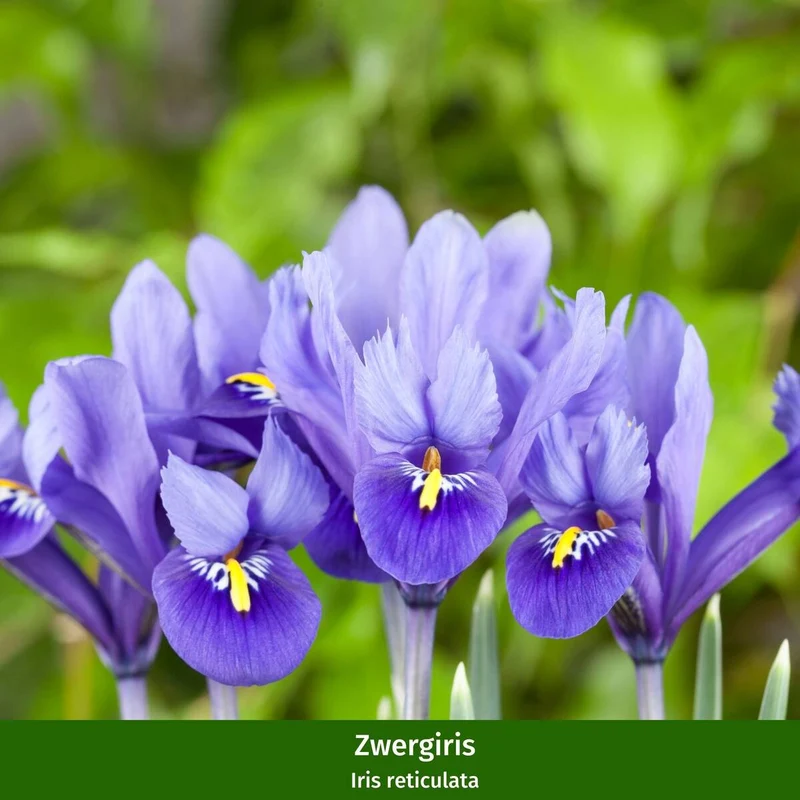 Balkonblumen "Charmantes Frühlingserwachen"
