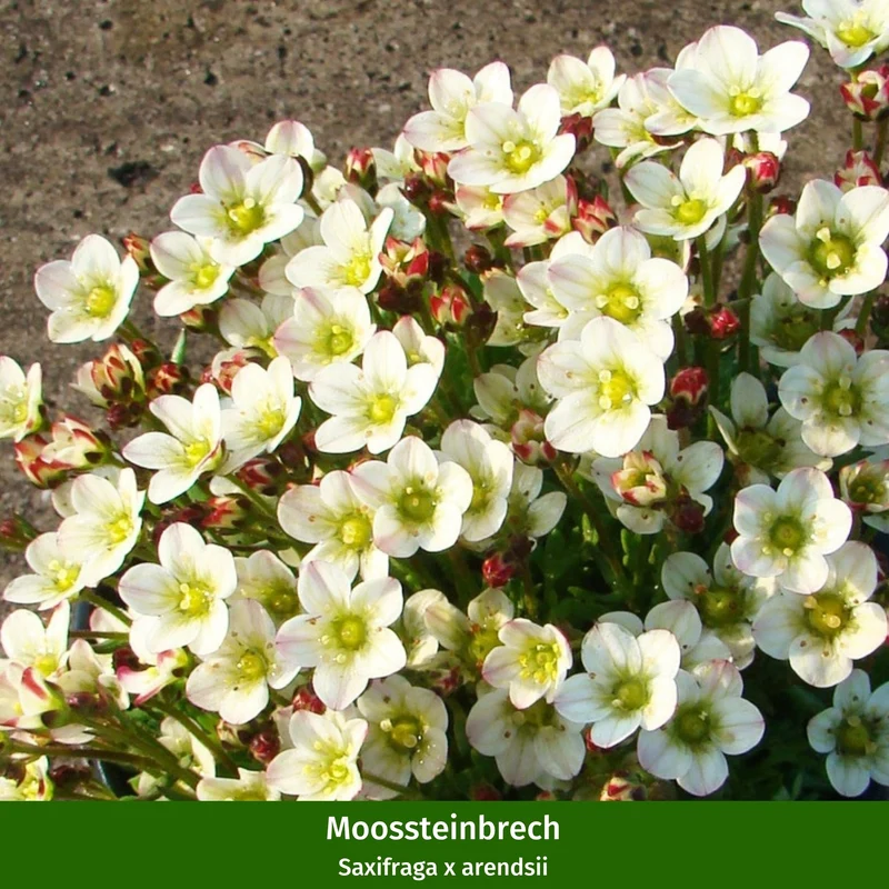 Balkonblumen "Farbenfrohe Frühlingsboten"