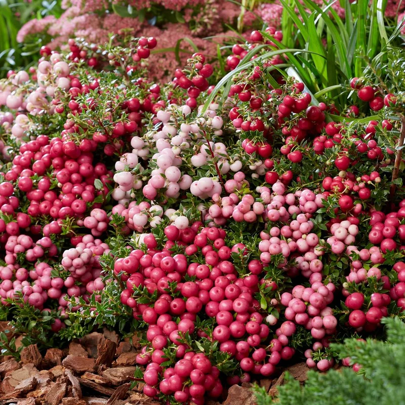 Balkonblumen "Torfmyrtenzauber"