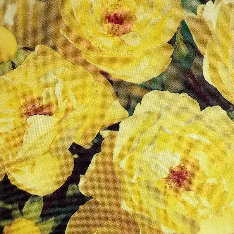 Bodendeckerrose 'Sonnenschirm®'