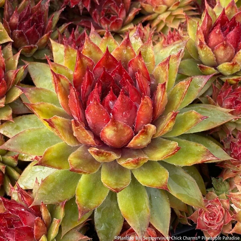 Hauswurz Chick Charms® 'Pineapple Paradise'