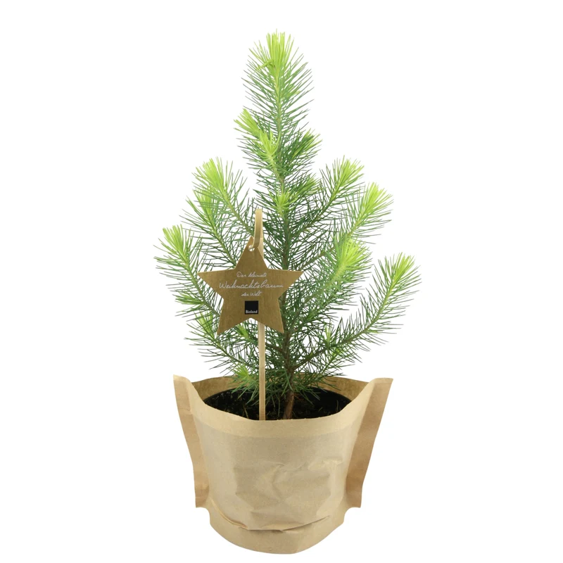 Bio Weihnachts-Pinie