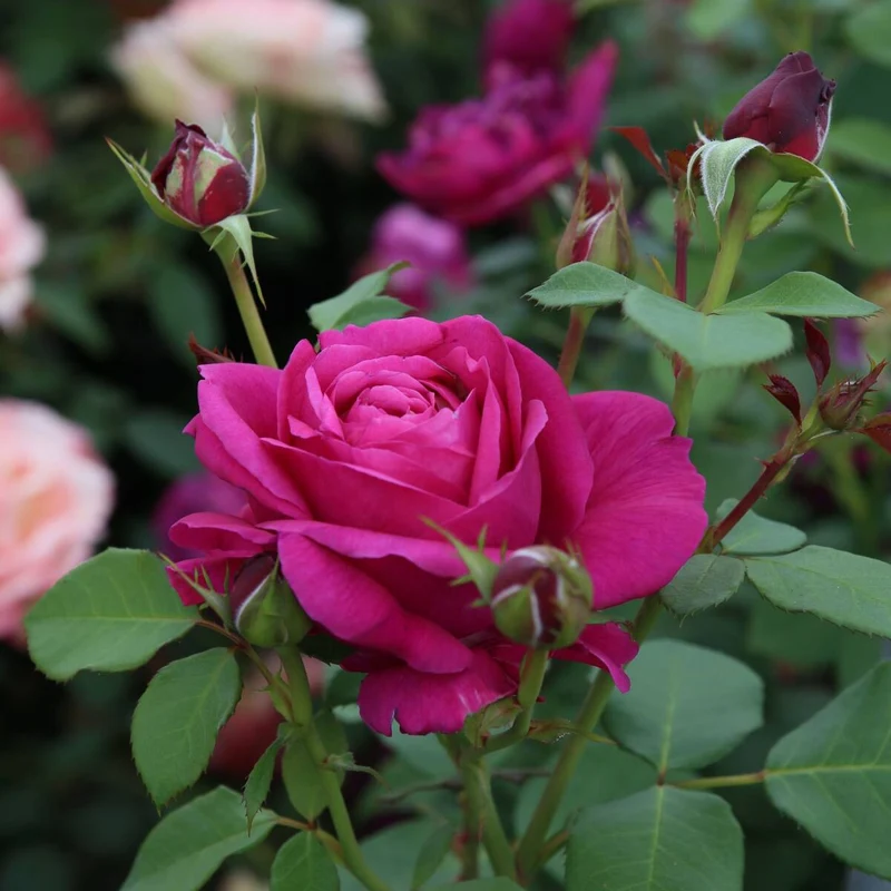 Parfum de Nature® Edelrose 'Für Elise®'