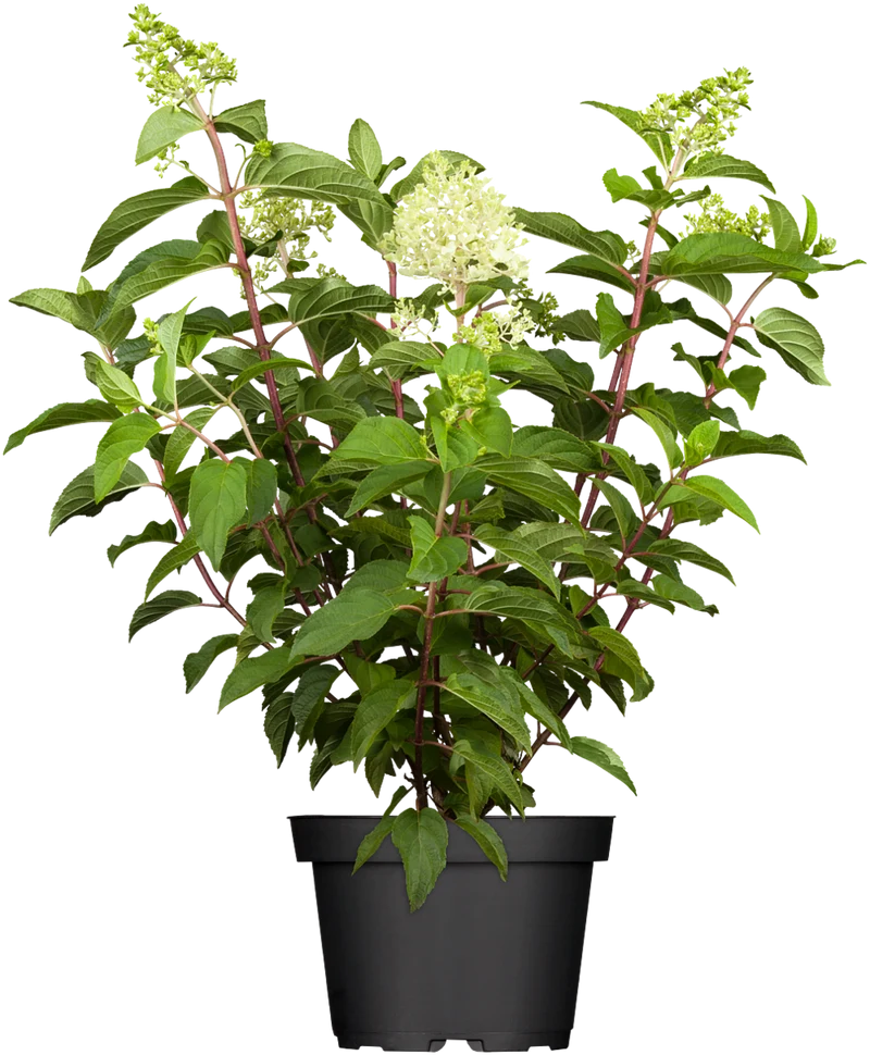 Rispenhortensie 'Silver Dollar'