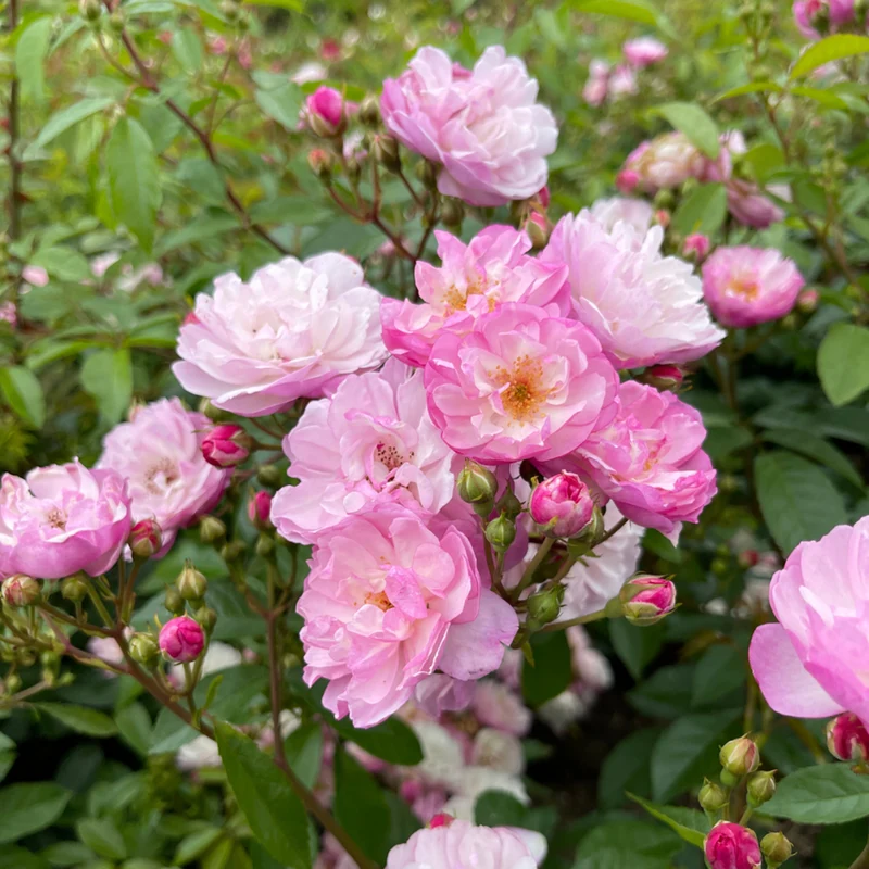 Ramblerrose 'Lavender SILUETTA®'