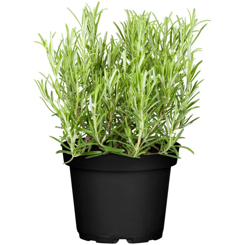 Mediterraner Balkon, 8 Pflanzen