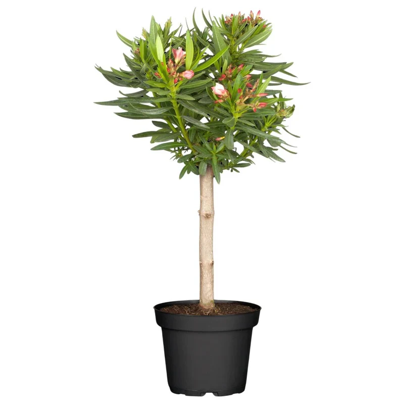 Oleander-Duo
