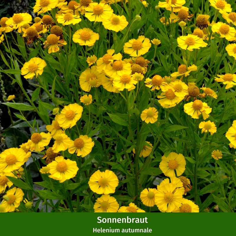 Staudenbeet "Sonniger Bauerngarten"