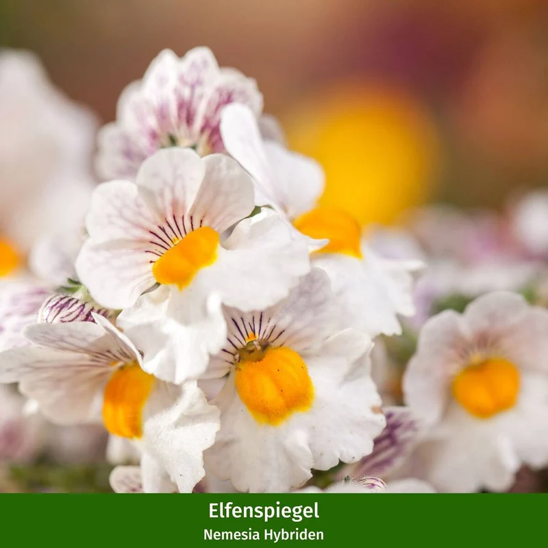 Balkonblumen "Sommerbalkon"