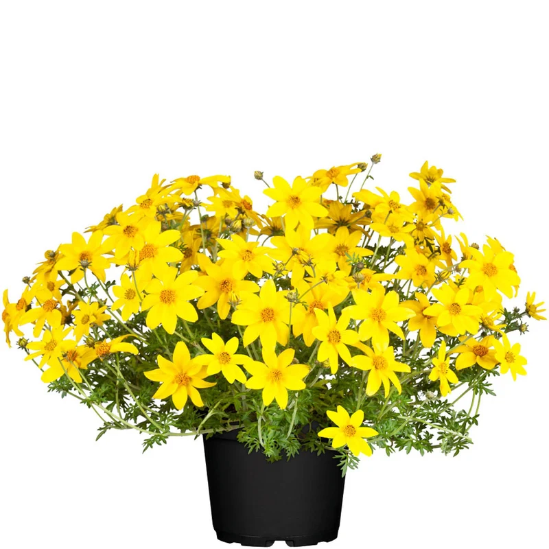 Balkonblumen "Sommerbalkon"