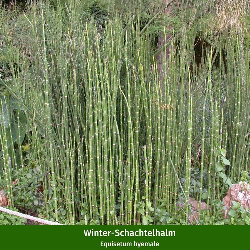Wasserpflanzen "Natürliche Teichbewohner", 11 Pflanzen
