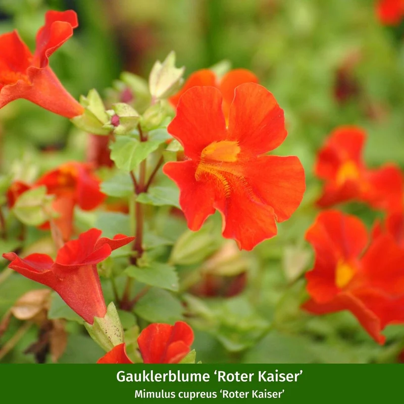 Wasserpflanzen "Rote Brise"