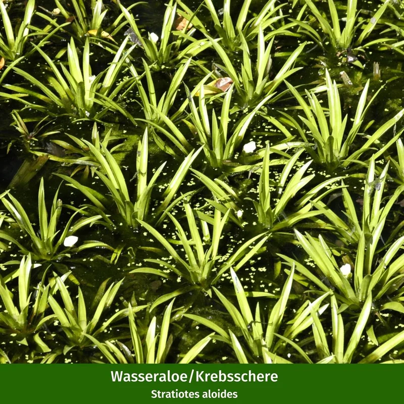 Wasserpflanzen "Uferromantik"