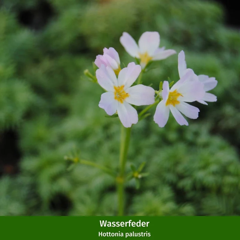 Wasserpflanzen "Teichzauber"