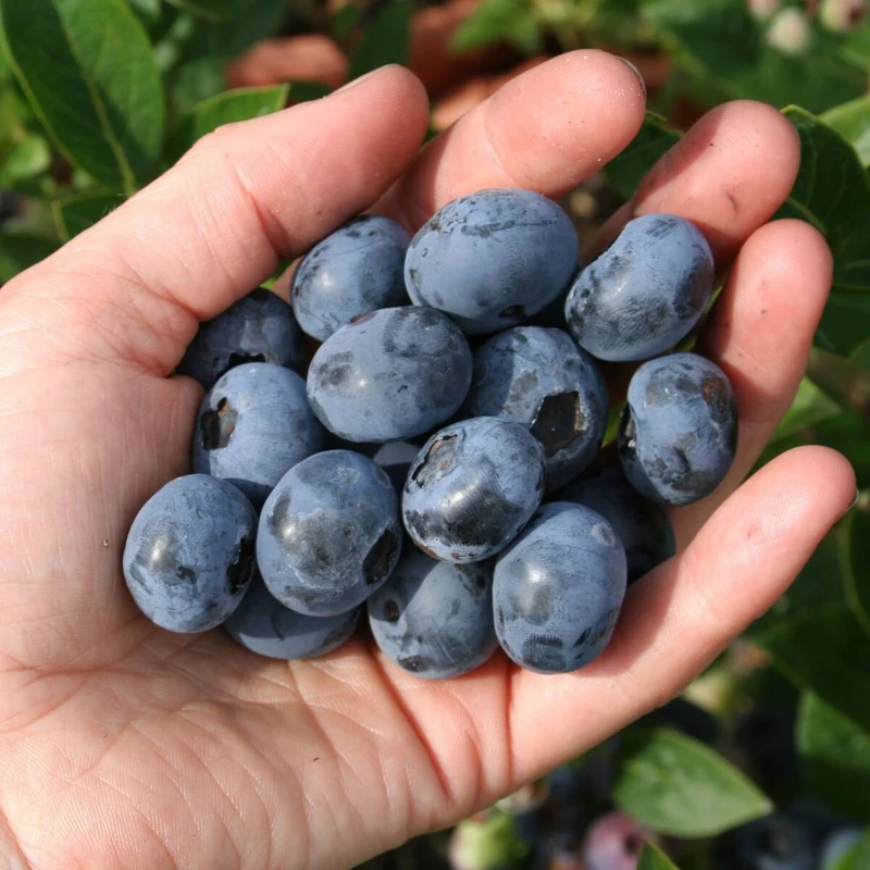 Bio Heidelbeere 'Blueroma', 2 Pflanzen