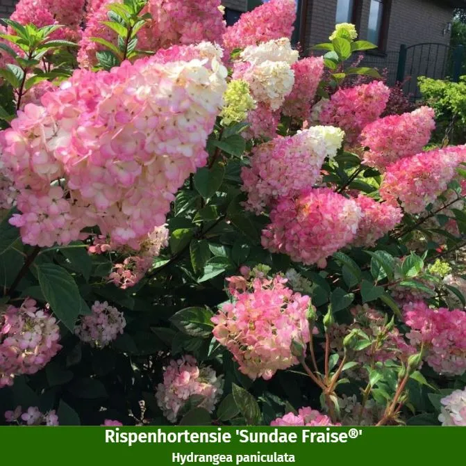 Pflanzen-Set "Mediterraner Garten"