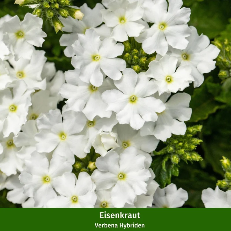 Balkonblumen "Gelber Sonnenschein"