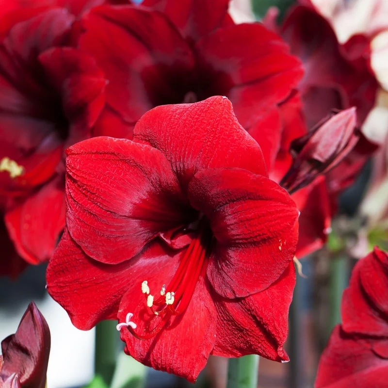 Wachs-Amaryllis