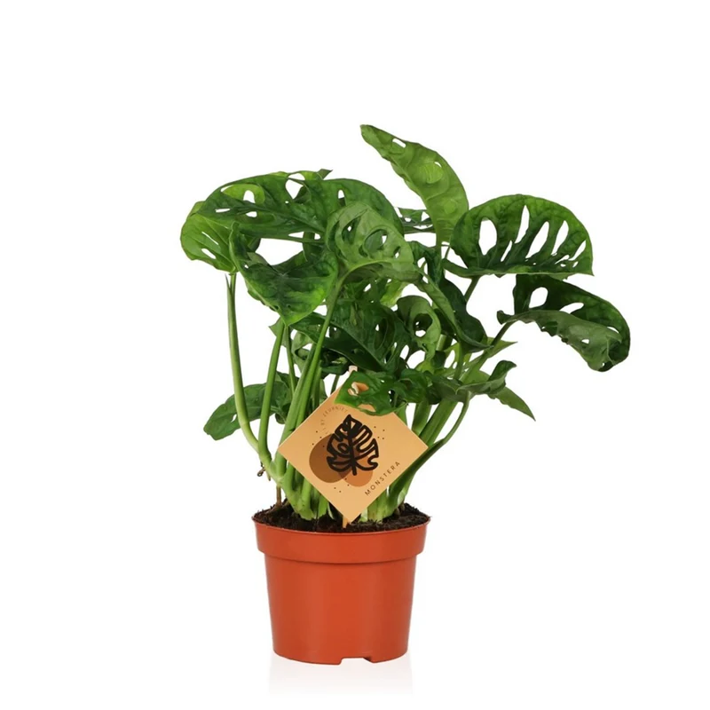 Fensterblatt 'Adansonii'