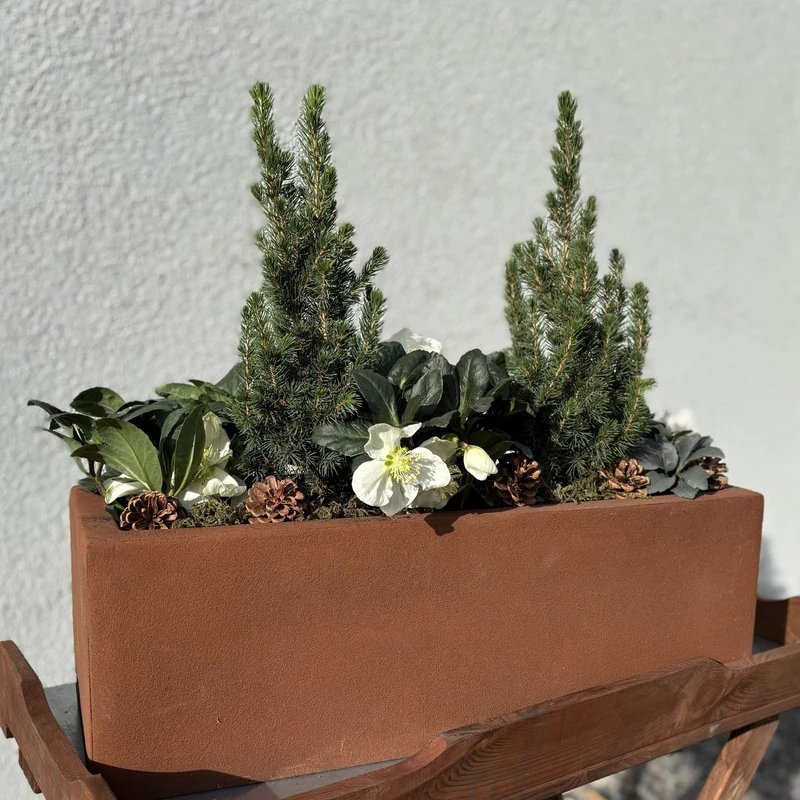 Winterarrangement mit Christrose und Picea