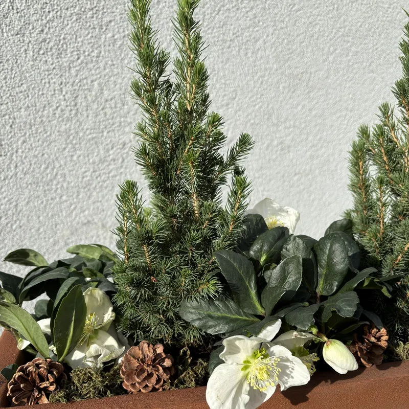Winterarrangement mit Christrose und Picea