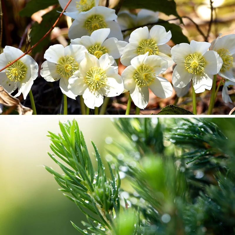 Winterarrangement mit Christrose und Picea