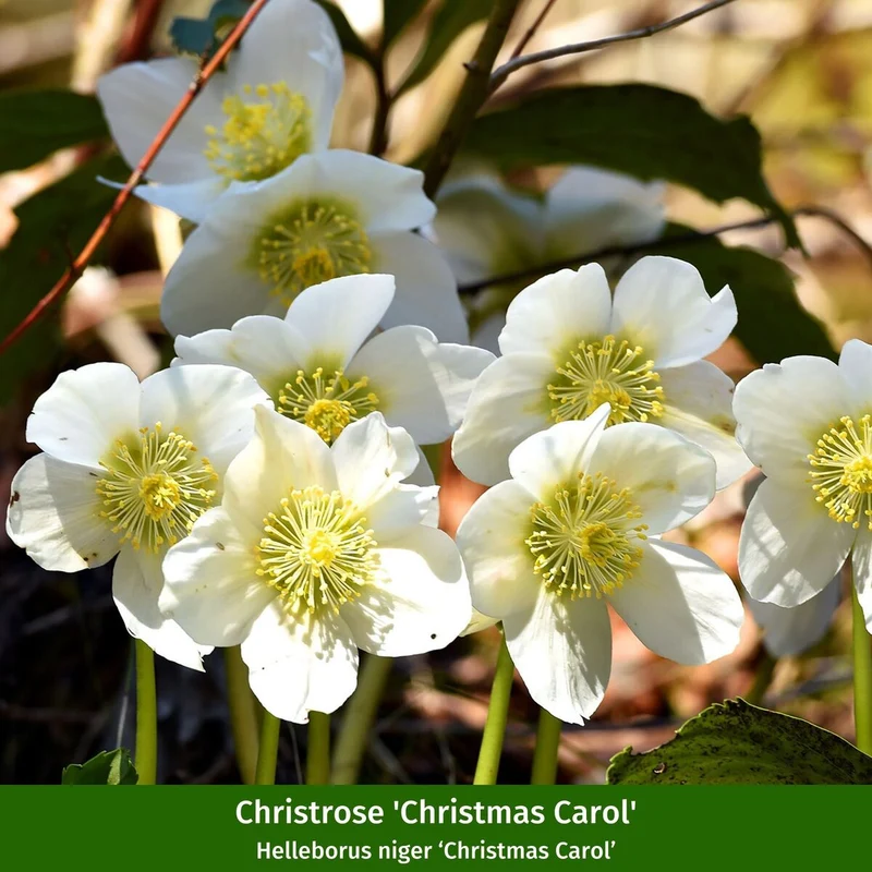 Winterarrangement mit Christrose und Picea