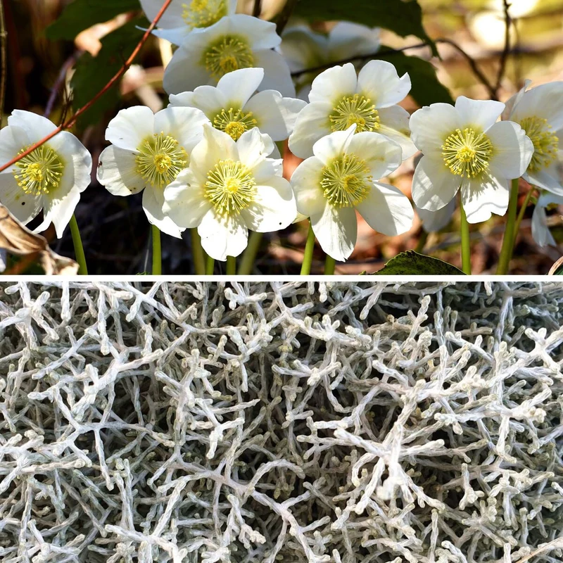 Balkonblumen "Wintertraum in Weiß"
