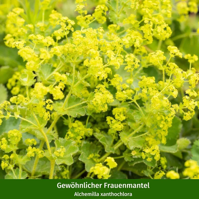 Staudenbeet "Wildstauden für die Sonne"