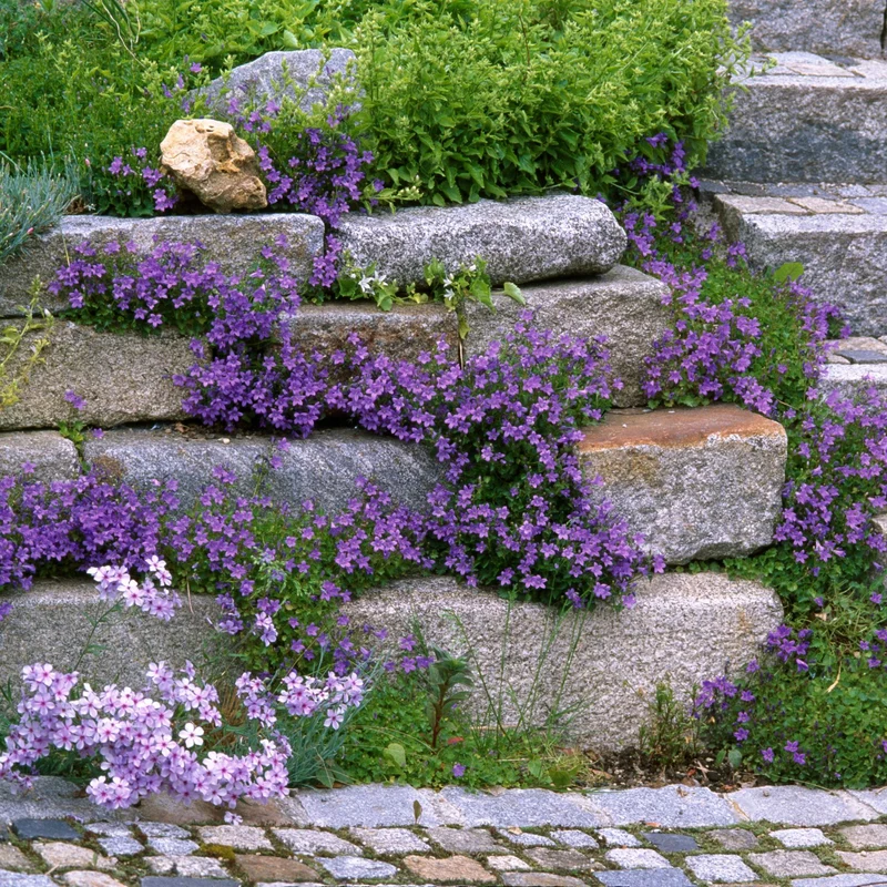 Bodendecker-Set “Lila Blütenmeer im Steingarten“