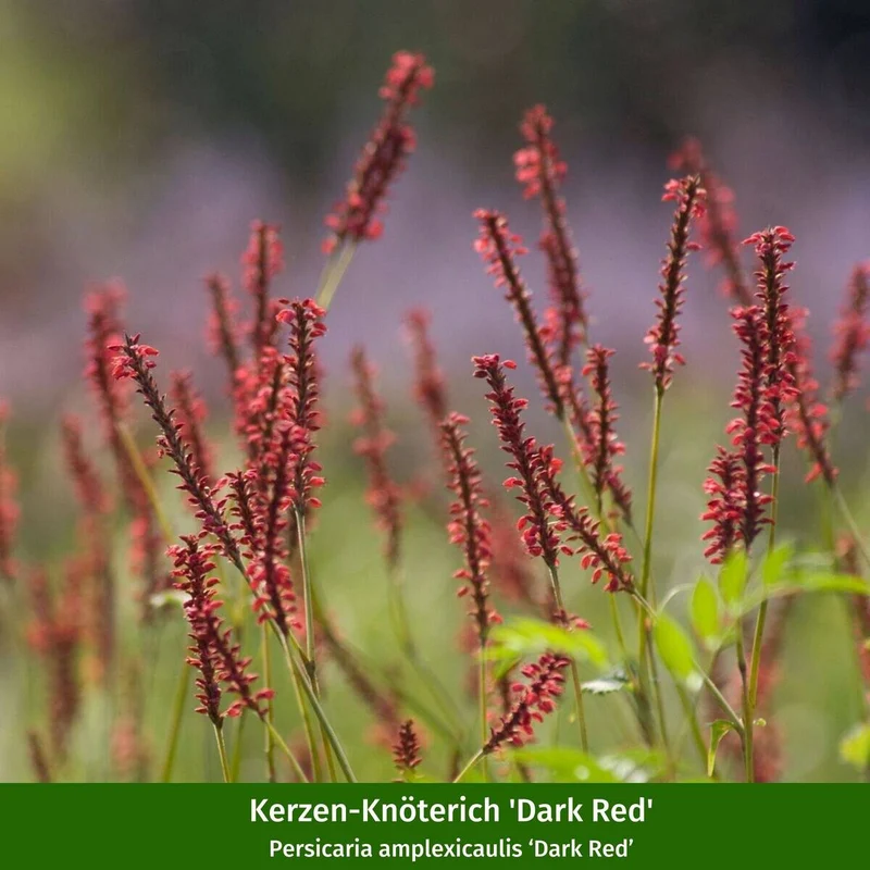 Staudenbeet "Rote Harmonien im Halbschatten"